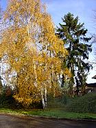 Parc de Sceaux - Bouleau verruqueux, pica