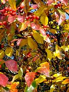 Parc de Sceaux - Aubpine ergot de coq