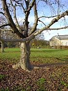 Parc de Sceaux - Cerisier
