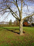 Parc de Sceaux - Cerisier