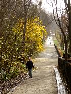 Parc de Sceaux - Orangers des Osages
