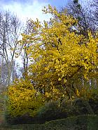 Parc de Sceaux - Orangers des Osages