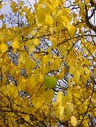 Parc de Sceaux - Oranger des Osages