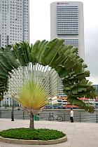 Singapour  - L'arbre du voyageur