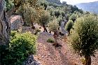 Sóller - Oliviers en terrasse