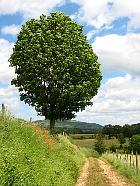 Saint-Geniez d'Olt et la transhumance - Frne