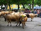 Saint-Geniez d'Olt et la transhumance - 