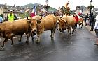 Saint-Geniez d'Olt et la transhumance - 