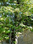 Saint-Émilion - Couvent des Cordeliers