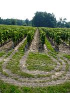 Vignloble de Saint-Émilion - 