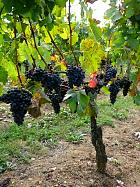 Vignloble de Saint-Émilion - 