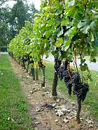 Vignloble de Saint-Émilion - 