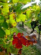 Vignloble de Saint-Émilion - 