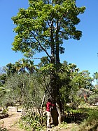 Tananarive - Baobab