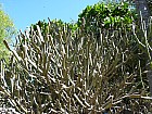 Tananarive - Euphorbia enterophora