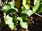Tananarive - Jatropha curcas
