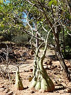 Tananarive - Adenia firingalavensis