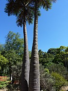 Tananarive - Dypsis decipiens