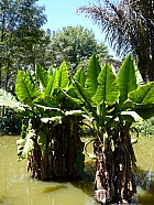 Tananarive - Oreille d'lphant, Alocasie