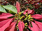 Tananarive - Poinsettia