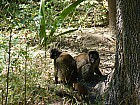 Tananarive - Lemur brun
