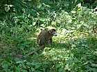 Tananarive - Lemur couronn