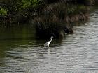 De Bignaos au parc du Teich et Gujan-Mestras - Aigrette