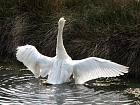 De Bignaos au parc du Teich et Gujan-Mestras - Cygne
