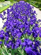 iris - Titan's glory