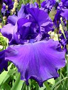 iris - Titan's glory