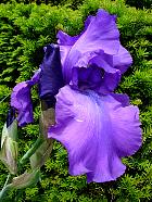 iris - Titan's glory