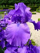 iris - Titan's glory