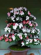 Yushima Tenjin - Parc Ueno