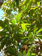 Trinidad - Sapotillier