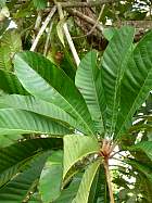 Trinidad - Sapotillier