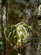 Trinidad - Bromliace