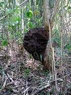 Trinidad - Termitire