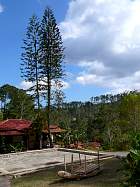 Trinidad - Araucaria Columnaris