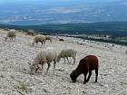 Ventoux, Sault - 