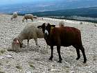 Ventoux, Sault - 