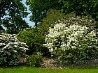 Brooklyn Garden - Viburnum plicatum roseum, macrocephaleum
